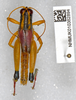 CollectionObject 1518906; 5ba69d89-1320-410f-8f4b-b896866c8a5e: male, dorsal view (holotype). (CollectionObject).