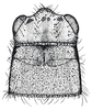 Fig. 2 (specimen from N.Y.). micropterous female, head and pronotum, dorsal view. Depicts Allonemobius allardi (Alexander & Thomas, 1959), an Otu.