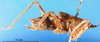 CollectionObject 1502496; d3e0a81f-8bf8-4cc1-be6c-3604ba0322ab: male, lateral view (syntype). (CollectionObject).