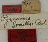 CollectionObject 1534970; 58983405-d5ab-4bb3-a671-ba866e7af8a7: labels (holotype). (CollectionObject).
