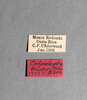 CollectionObject 1523899; d01e2039-4ba6-4dee-b2d8-6870522193f3: labels (syntype of Colpolopha bruneri). (CollectionObject).