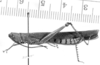 CollectionObject 1525097; 4e78be6a-9c88-42d0-b87b-0f847b3f5747: male, lateral view (holotype). (CollectionObject).