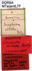 CollectionObject 1521371; 6011bee6-010b-4b67-b803-2ff57a0f890f: labels (lectotype). (CollectionObject).