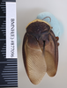 CollectionObject 1573049; 20b76632-a823-4ce3-8f15-0c58f2a3158d: Copyright NHM, London. Male: dorsal view, non-type. (CollectionObject).