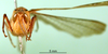 CollectionObject 1581463; 4eab29d9-e52a-4630-8bf8-13b50628c52f, DORSA BA000538S04: female, frontal view (paralectotype). (CollectionObject).