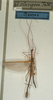 CollectionObject 1561842; NMW 1020, ebb6a19d-0dcf-49cf-b693-9752661dbd6c: copyright NMW, Vienna. male (holotype). (CollectionObject).