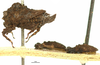 CollectionObject 1521827; OUM 693, 3bbfb75d-64ae-4816-9c8b-f50436bf0716: male, lateral view (holotype). (CollectionObject).
