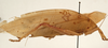 female, lateral view (syntype of Mataeus orientalis). Depicts CollectionObject 1534495; 9b1b0528-4e5a-4385-9eea-a98325dda28b, a CollectionObject.