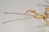 CollectionObject 1563455; NHMUK(SF IMPORT DUPLICATE) 845229, 0e207186-b425-4c57-8982-4222b223b453: copyright Natural History Museum, London. male: head and thorax, dorsal view (holotype). (CollectionObject).