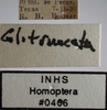 Other on Athysanella (Gladionura) truncata Ball & Beamer, 1940: Labels - Male. (Observation).