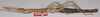 CollectionObject 1563877; 90a92825-0f66-4b12-b425-b8c783985434: copyright F. Hennemann. female, lateral view (paratype). (CollectionObject).;CollectionObject 1563878; 25f6e27f-f4b1-4b31-b1b1-b4b944e61b1d: copyright F. Hennemann. female, lateral view (paratype). (CollectionObject).