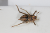 CollectionObject 1505709; f064a080-3cbe-4761-aa68-dd00f2c52683: female, dorsal view (syntype). (CollectionObject).