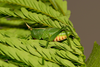 CollectionObject 2242439; 28a29fa7-a6de-40ab-b994-7c3214fb666e: (CollectionObject).