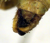CollectionObject 1500540; 4e41bf74-478d-47b0-9906-0ab024fe0b45: male cerci (holotype). (CollectionObject).