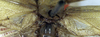 CollectionObject 1517195; e75fd0ac-1ee1-4361-953a-5342d858bb13: male stridulatory apparatus (holotype of A. furcifera). (CollectionObject).