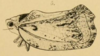 Habitus, lateral view on Dascalia sinuatipennis (Stål, 1862) now Dascalia sinuatipennis (Stål, 1859): (Observation).