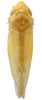Habitus, dorsal view on Erythridula meridiana (Hepner, 1977): Habitus (paratype, KSEM collection). (Observation).