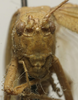 male, frontal view (syntype). Depicts CollectionObject 1535907; f13f456b-d421-486a-a9f9-1dc2dcf72abf, a CollectionObject.