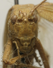 CollectionObject 1535907; f13f456b-d421-486a-a9f9-1dc2dcf72abf: male, frontal view (syntype). (CollectionObject).