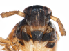 Head: !! display not done !! on Pissonotus guttatus Spooner, 1912: (Observation).