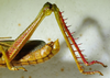 CollectionObject 1498684; 0cde460f-5809-47a8-a2fb-ec2c3fa96705: male abdomen and hind legs, lateral view. (CollectionObject).