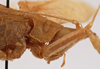 CollectionObject 1534694; bb8dace2-081d-4f4c-aa83-6a0322f0f9b1: male pronotum, lateral view (syntype). (CollectionObject).