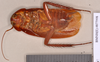 Periplaneta banksi Hanitsch, 1931: Holotype, female, ventral. BMNH(E)#877998. (Otu).