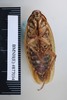 CollectionObject 1573249; 3434d9f3-5c7a-4aaa-88a3-fa284f94bca0: Copyright NHM, London. Female: ventral view, non-type. (CollectionObject).