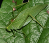 male, lateral view. Depicts Microcentrum retinerve (Burmeister, 1838), an Otu.