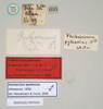 CollectionObject 1558980; 9ce04cf2-0fdf-46a7-a999-2ee5ae1f702f: copyright Natural History Museum, London. male, data labels (syntype). (CollectionObject).;CollectionObject 1558981; 1d8be626-f38d-4f0e-9cc5-abf9cf7fbfdf: copyright Natural History Museum, London. male, data labels (syntype). (CollectionObject).