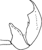 Aedeagus, lateral view on Exitianus indicus (Distant, 1908): type. (Observation).