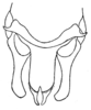 Pachyaphonus bicolor Chopard, 1954: Fig. 26. male copulatory organ. (Otu).