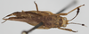 CollectionObject 1580297; 02eb1dbe-491b-464a-8792-95d40267feed: female, dorsal view (paratype of Phaestus sumatrensis). (CollectionObject).