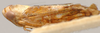 Habitus, lateral view: !! display not done !! on Paramelia Evans, 1954: Paramelia typica, lateral habitus (BMNH). (Observation).