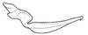 Stylus on Coarctana striata Domahovski & Cavichioli, 2023: Male holotype [DZUP]: style, dorsal view. (Observation).