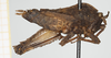 female, lateral view (allotype). Depicts CollectionObject 1583426; c20ade63-ef50-49d8-b7ae-0a80726e96e1, NHMUKNHMUK10924440, a CollectionObject.