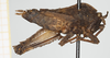 CollectionObject 1583426; c20ade63-ef50-49d8-b7ae-0a80726e96e1, NHMUK10924440: female, lateral view (allotype). (CollectionObject).