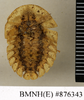 Petasodes moufeti (Kirby, 1817): Copyright Natural History Museum, London. Holotype (unsexed nymph) of synonym Laxta chitonoides Walker, 1868 in BM(NH). Dorsal view. (Otu).