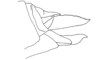 Thamnacris tuberculata Descamps & Amédégnato, 1972: Fig. 177. Female, distal abdominal segment (lateral view). (Otu).