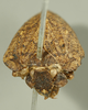 Head: (Observation).