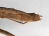 CollectionObject 1563560; 0e765e3c-5e42-420e-9c75-eb01c587d657: copyright MNHU, Berlin. female: end of abdomen, lateral view (syntype). (CollectionObject).