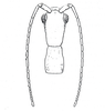 CollectionObject 1557907; 1884ab62-1ec8-4709-863e-9b29d24f6507: from original publication Bekuzin, 1960. male head (holotype). (CollectionObject).