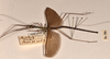 CollectionObject 1562085; 4df377aa-8c7e-43ea-883a-418c911828b5: copyright OUMNH. male, lateral view (syntype). (CollectionObject).;CollectionObject 1562086; de1335ae-5318-468c-8703-16e1e6fc2d2c: copyright OUMNH. male, lateral view (syntype). (CollectionObject).