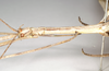 CollectionObject 1557439; NHMUK(SF IMPORT DUPLICATE) 844933, 69b7b286-4b53-43eb-bb86-58d460924cf1: copyright Natural History Museum, London. male: head and thorax, lateral view (holotype). (CollectionObject).