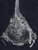 Seyidotettix swahili Rehn, 1938: Fig. 2. female, anterior view of head (type). (Otu).