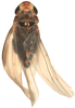 Habitus, dorsal view on Anufrievia adaucta Cao & Zhang, 2018: Habitus. (Observation).