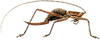 Peracca (Peracca) doriae (Griffini, 1908): female. (Otu).