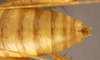 CollectionObject 1507300; 8eaa05bb-16ee-4997-ab53-9899202b2b67: male cerci (holotype). (CollectionObject).