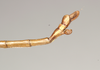 CollectionObject 1558355; NHMUK(SF IMPORT DUPLICATE) 844530, 3d56d04a-b0f9-4ef5-849f-9caed3e2a418: copyright Natural History Museum, London. male of synonym Diapheromera sayi: end of abdomen, lateral view (syntype). (CollectionObject).