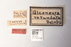 Other: !! display not done !! on Alconeura (Alconeura) rotundata Ball & DeLong, 1925: (Observation).